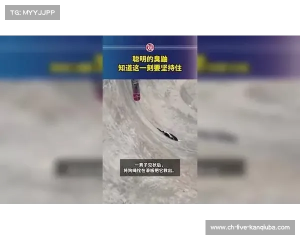 聪明的臭鼬明白坚持的意义此刻他要稳住自己迎接挑战 聪明的臭鼬明白坚持的意义此刻他要稳住自己迎接挑战